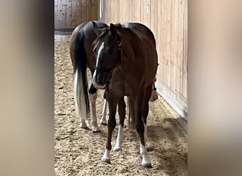 American Quarter Horse, Klacz, 2 lat, 146 cm, Ciemnokasztanowata