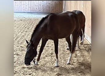 American Quarter Horse, Klacz, 2 lat, 146 cm, Ciemnokasztanowata