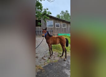 American Quarter Horse, Klacz, 2 lat, 146 cm, Gniada
