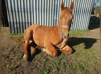 American Quarter Horse, Klacz, 2 lat, 146 cm, Kasztanowata