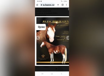 American Quarter Horse, Klacz, 2 lat, 146 cm, Kasztanowata