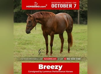 American Quarter Horse, Klacz, 2 lat, 147 cm, Cisawa