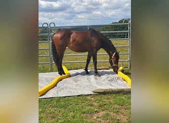 American Quarter Horse Mix, Klacz, 2 lat, 147 cm, Gniada