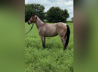 American Quarter Horse, Klacz, 2 lat, 147 cm, Gniadodereszowata