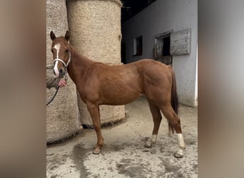 American Quarter Horse, Klacz, 2 lat, 147 cm, Kasztanowata