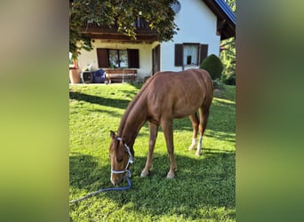 American Quarter Horse, Klacz, 2 lat, 147 cm, Kasztanowata