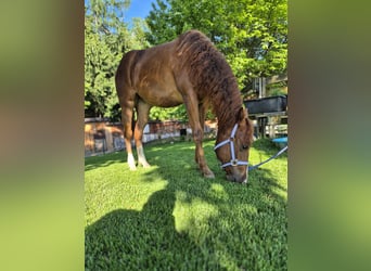 American Quarter Horse, Klacz, 2 lat, 147 cm, Kasztanowata