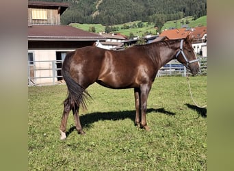 American Quarter Horse, Klacz, 2 lat, 148 cm, Ciemnogniada