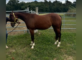 American Quarter Horse, Klacz, 2 lat, 148 cm, Gniada