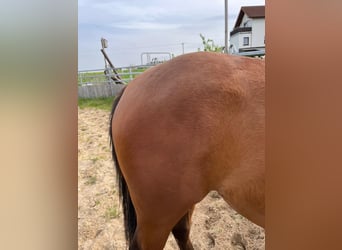 American Quarter Horse, Klacz, 2 lat, 148 cm, Gniada