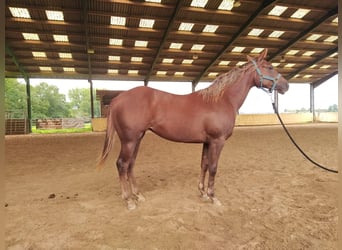 American Quarter Horse, Klacz, 2 lat, 148 cm, Kasztanowata