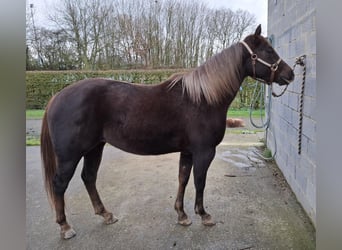 American Quarter Horse, Klacz, 2 lat, 148 cm, Kasztanowata