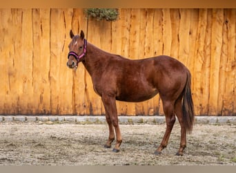 American Quarter Horse, Klacz, 2 lat, 148 cm, Kasztanowata