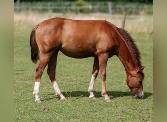 American Quarter Horse, Klacz, 2 lat, 148 cm, Kasztanowata