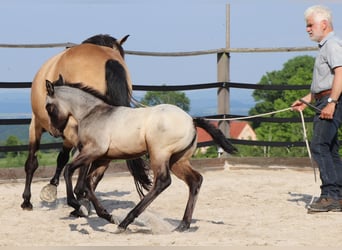 American Quarter Horse, Klacz, 2 lat, 148 cm, Siwa