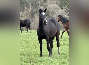American Quarter Horse Mix, Klacz, 2 lat, 148 cm, Skarogniada