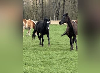 American Quarter Horse Mix, Klacz, 2 lat, 148 cm, Skarogniada