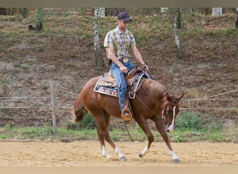 American Quarter Horse, Klacz, 2 lat, 149 cm, Ciemnokasztanowata