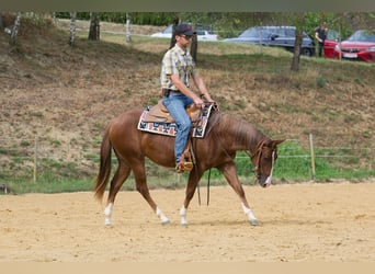 American Quarter Horse, Klacz, 2 lat, 149 cm, Ciemnokasztanowata