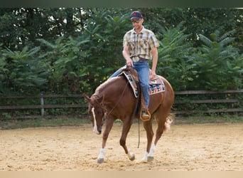 American Quarter Horse, Klacz, 2 lat, 149 cm, Ciemnokasztanowata