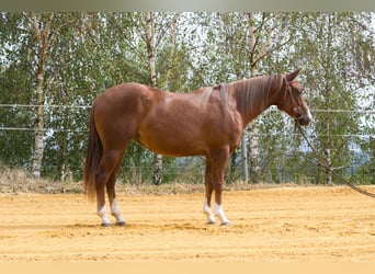 American Quarter Horse, Klacz, 2 lat, 149 cm, Ciemnokasztanowata