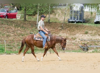 American Quarter Horse, Klacz, 2 lat, 149 cm, Ciemnokasztanowata