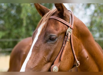 American Quarter Horse, Klacz, 2 lat, 149 cm, Ciemnokasztanowata