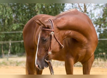 American Quarter Horse, Klacz, 2 lat, 149 cm, Ciemnokasztanowata