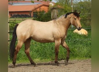 American Quarter Horse, Klacz, 2 lat, 150 cm, Bułana