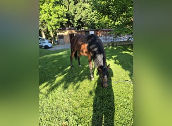 American Quarter Horse, Klacz, 2 lat, 150 cm, Ciemnogniada