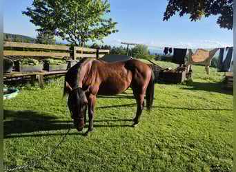 American Quarter Horse, Klacz, 2 lat, 150 cm, Ciemnogniada