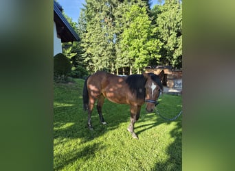 American Quarter Horse, Klacz, 2 lat, 150 cm, Ciemnogniada