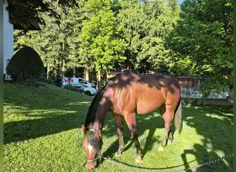 American Quarter Horse, Klacz, 2 lat, 150 cm, Ciemnogniada