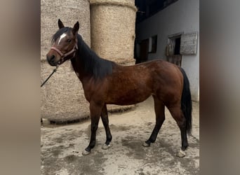 American Quarter Horse, Klacz, 2 lat, 150 cm, Ciemnogniada