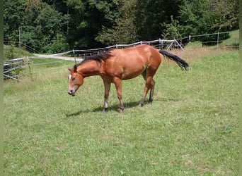 American Quarter Horse, Klacz, 2 lat, 150 cm, Ciemnokasztanowata