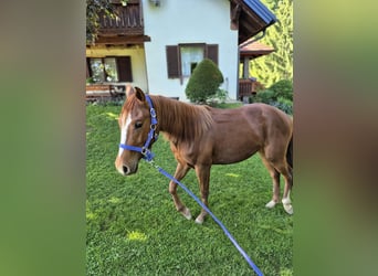 American Quarter Horse, Klacz, 2 lat, 150 cm, Ciemnokasztanowata