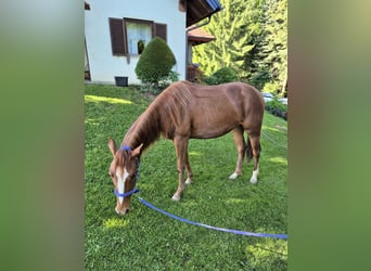 American Quarter Horse, Klacz, 2 lat, 150 cm, Ciemnokasztanowata