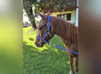 American Quarter Horse, Klacz, 2 lat, 150 cm, Ciemnokasztanowata