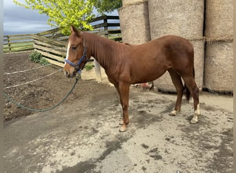 American Quarter Horse, Klacz, 2 lat, 150 cm, Ciemnokasztanowata