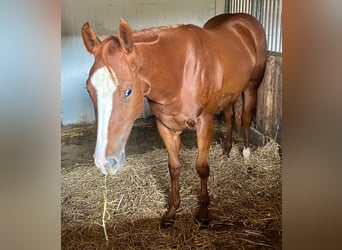American Quarter Horse, Klacz, 2 lat, 150 cm, Ciemnokasztanowata