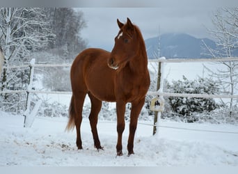 American Quarter Horse, Klacz, 2 lat, 150 cm, Ciemnokasztanowata