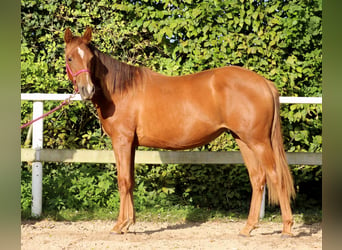 American Quarter Horse, Klacz, 2 lat, 150 cm, Ciemnokasztanowata