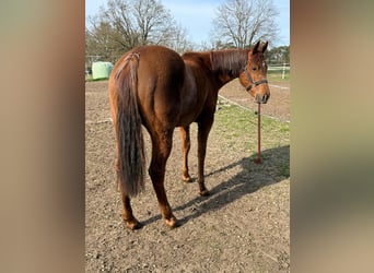 American Quarter Horse, Klacz, 2 lat, 150 cm, Ciemnokasztanowata