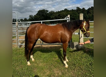 American Quarter Horse, Klacz, 2 lat, 150 cm, Gniada