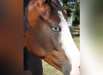 American Quarter Horse, Klacz, 2 lat, 150 cm, Gniada