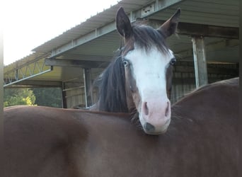 American Quarter Horse, Klacz, 2 lat, 150 cm, Gniada