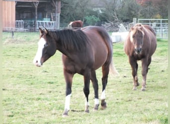 American Quarter Horse, Klacz, 2 lat, 150 cm, Gniada