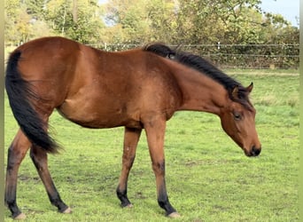 American Quarter Horse, Klacz, 2 lat, 150 cm, Gniada
