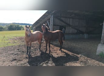 American Quarter Horse, Klacz, 2 lat, 150 cm, Gniada