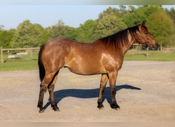 American Quarter Horse, Klacz, 2 lat, 150 cm, Gniadodereszowata